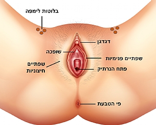 מחלות העריה והלדן
